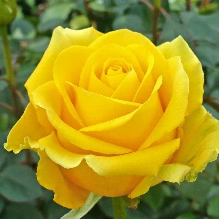 Роза чайно-гибридная Сейко